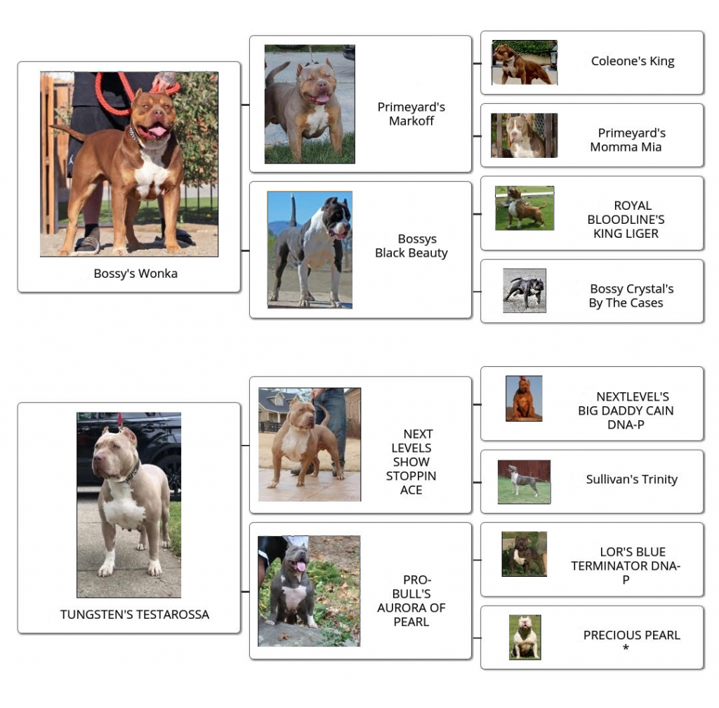 familytree_CenterstageKya familytree_CenterstageKya