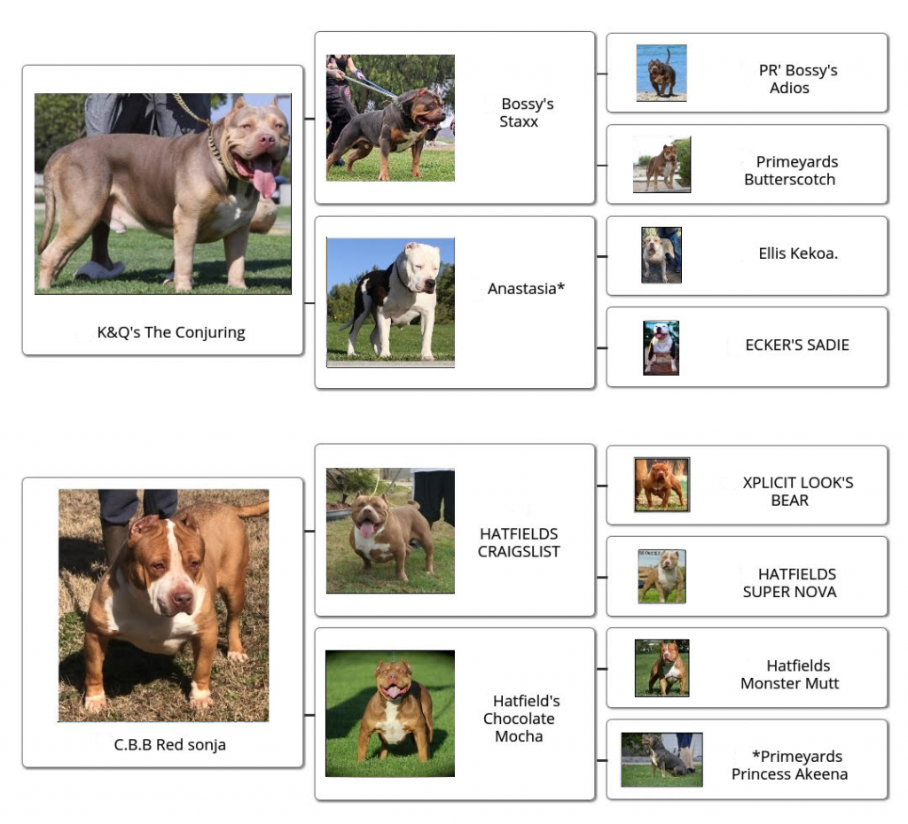 familytree_FLBs_Jayde familytree_FLBs_Jayde