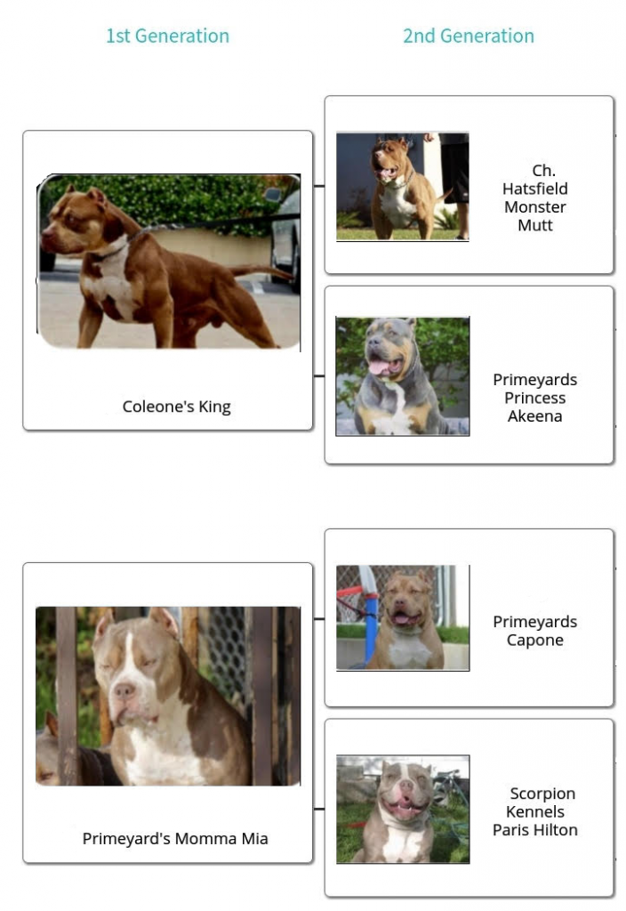 familytree_PrimeyardsMsCoco familytree_PrimeyardsMsCoco