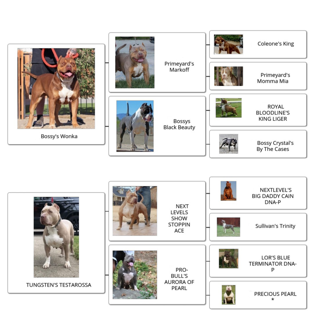 familytree_lebron familytree_lebron