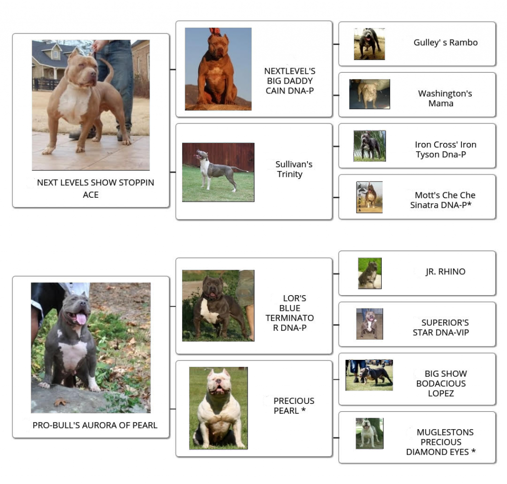 familytree_tungstensTestarossa familytree_tungstensTestarossa