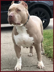 female_tungstens_testorossa